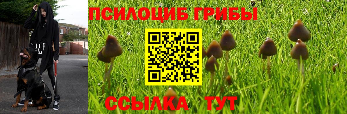 Галлюциногенные грибы Psilocybine cubensis Чистополь